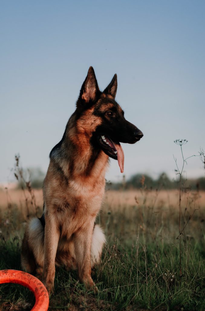 german shepherd loyal dog pet