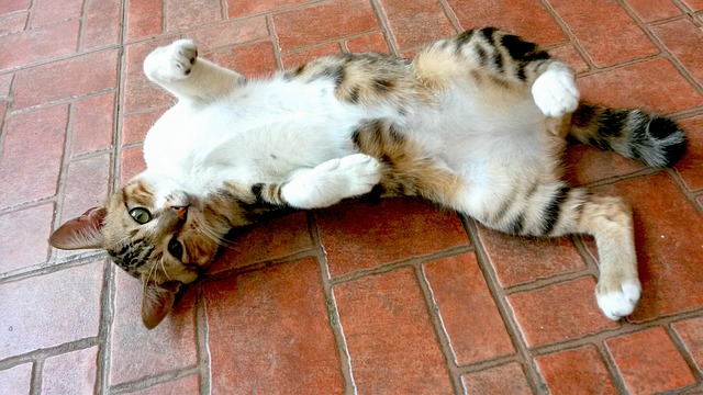 cat cute stretching funny sleeping