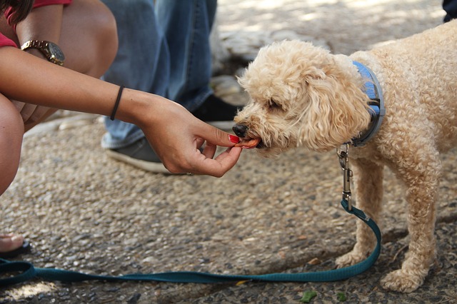 dog eating from hand