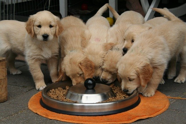 golden retriever puppy food