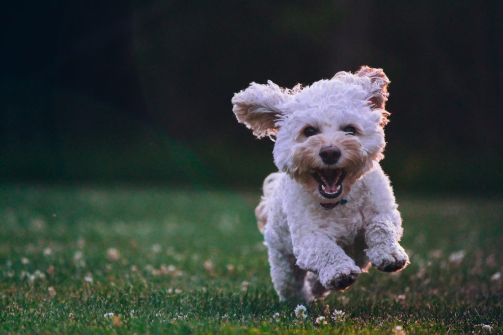 dog happy