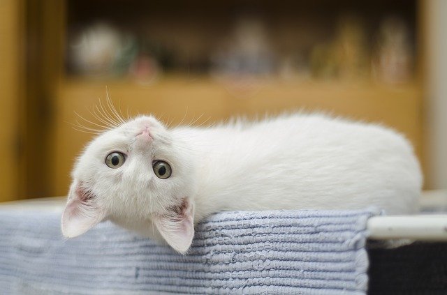 kitten cute cat white domestic