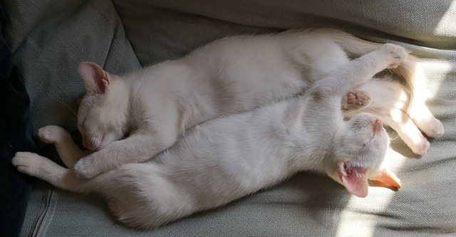 kitten cat sleep cuddle white pet