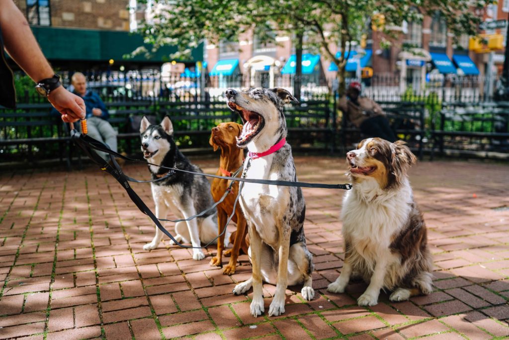 dog park walk