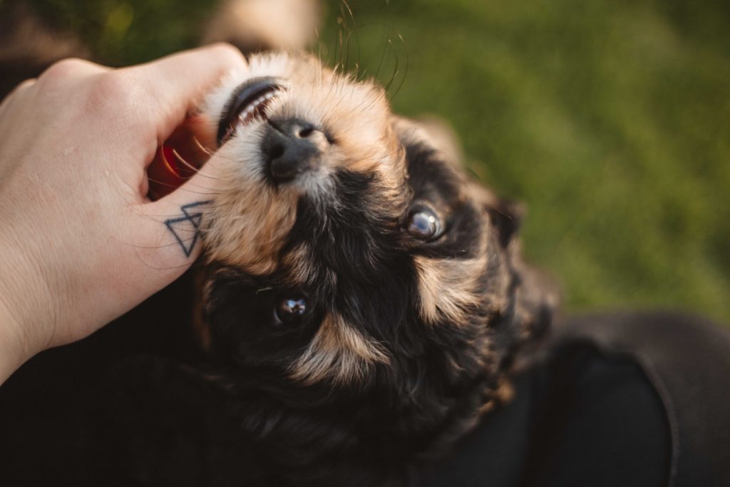 Dog lover petting