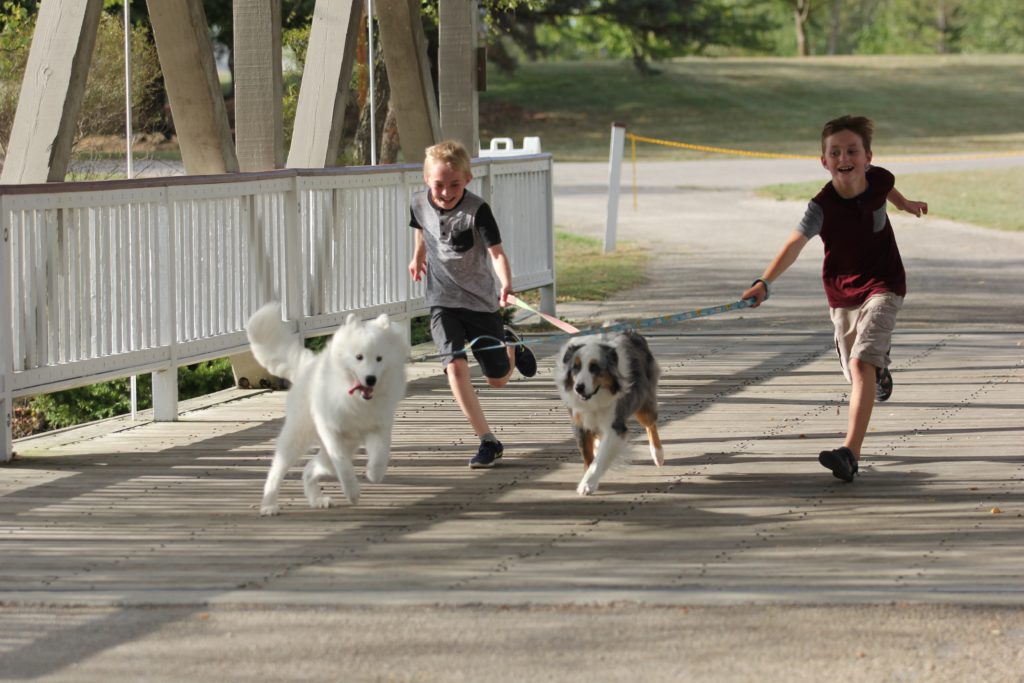 dog best human friend