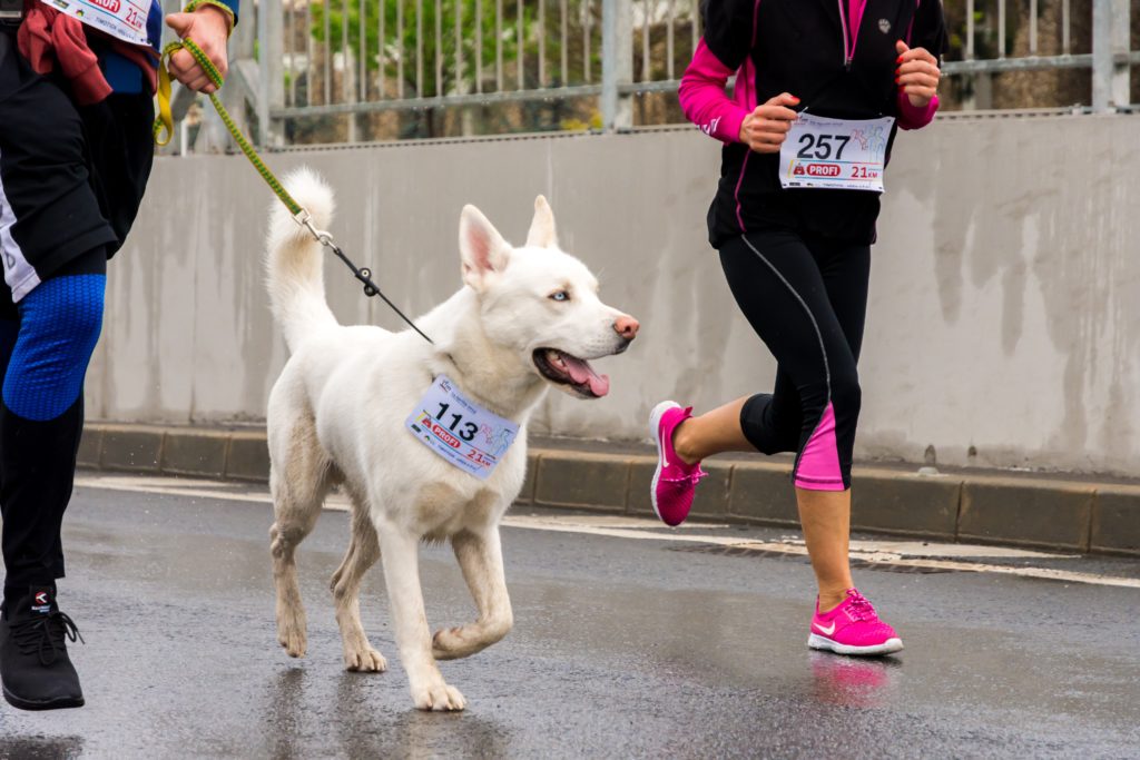 white dog running workout pet lover