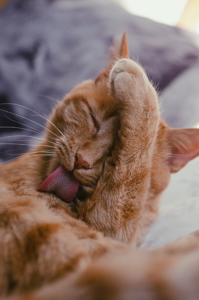 orang tabby cat licking