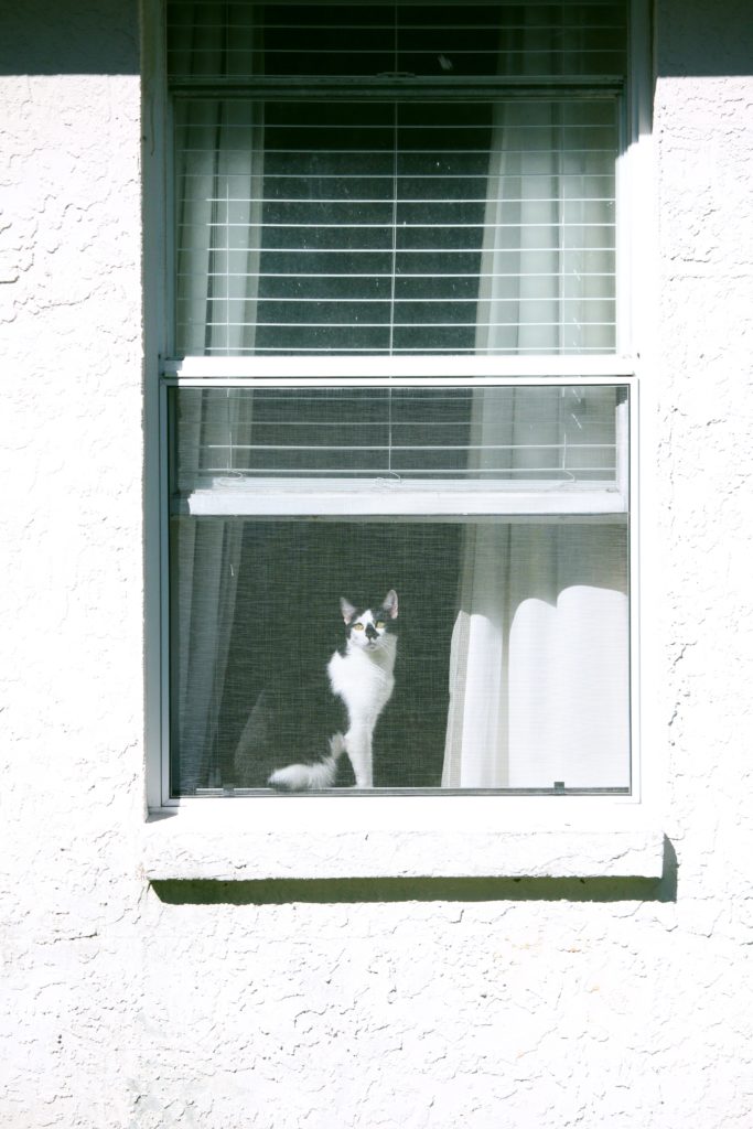 cat on windows