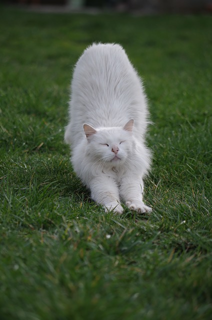 white cat pet stretch sleep