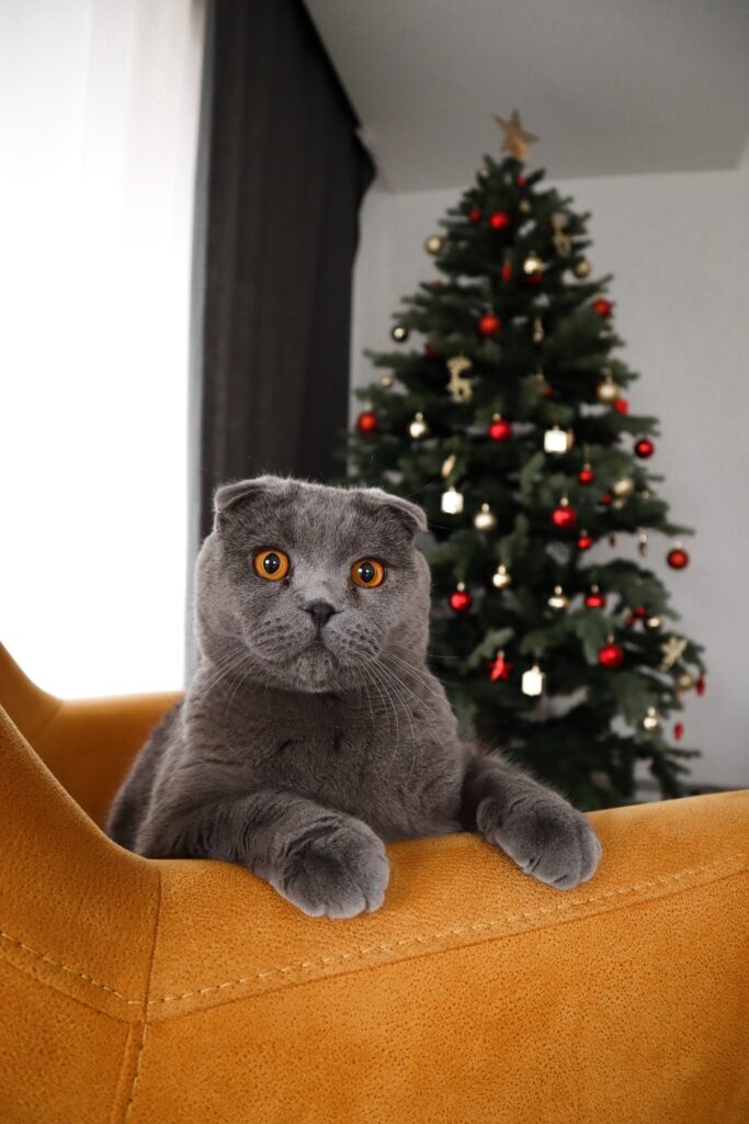 cats Christmas