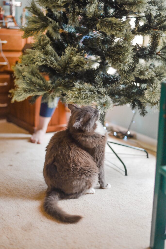 chrismtmas tree cat