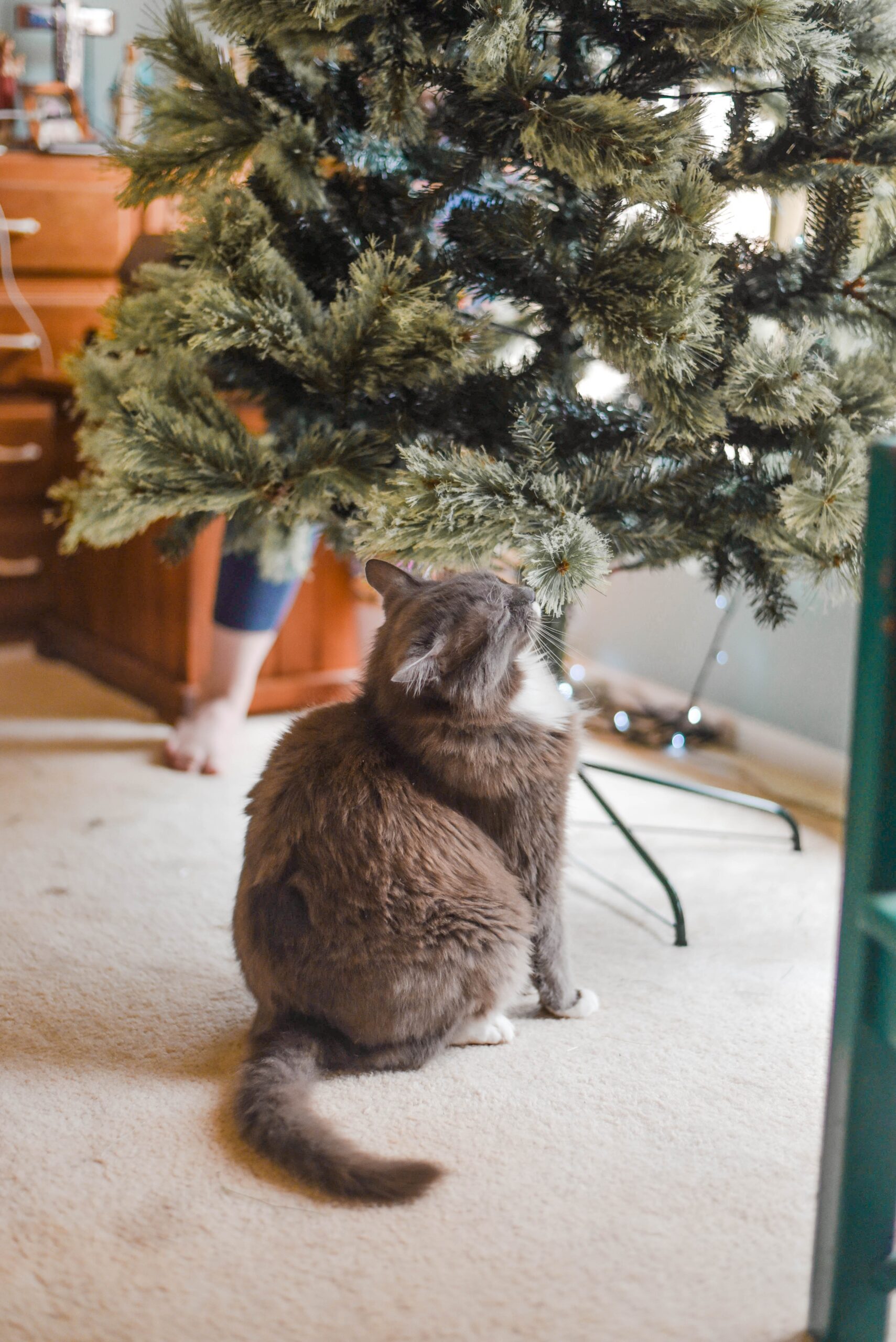 5 ways to keep cat out of Christmas tree Pet lovers