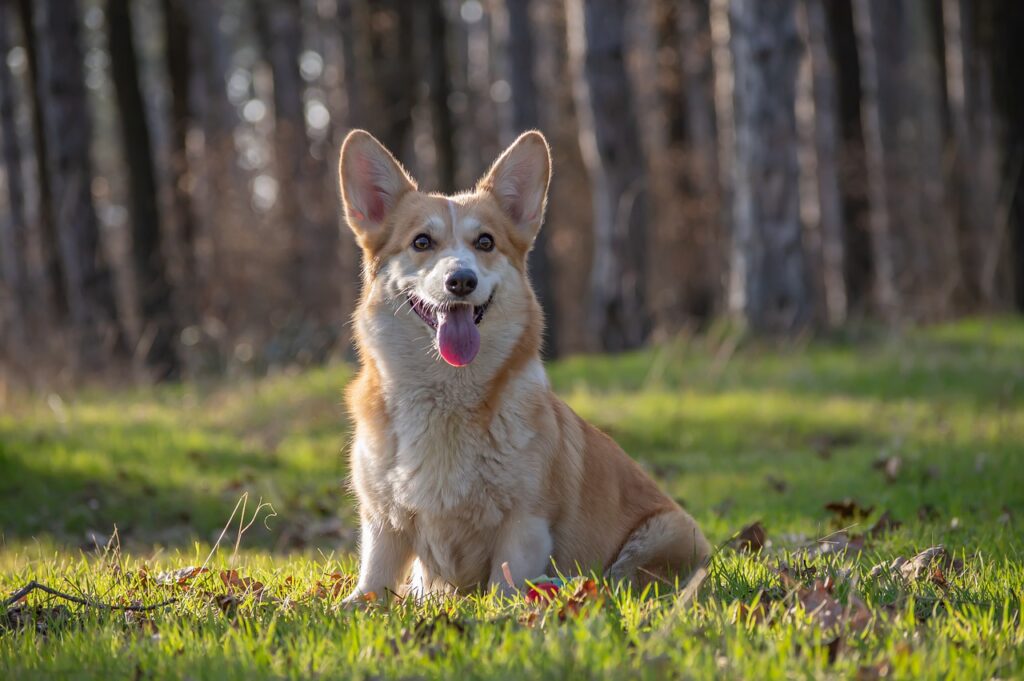 welsh corgi pembroke, corgi, dog