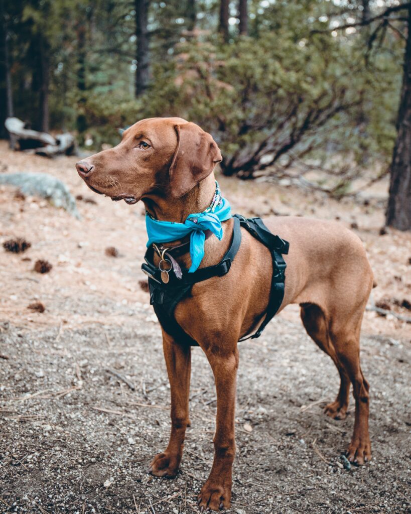 Dog Accessories