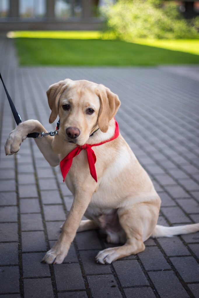 dog, retriever, pet