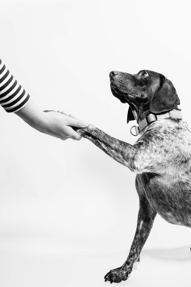 dog shake hands