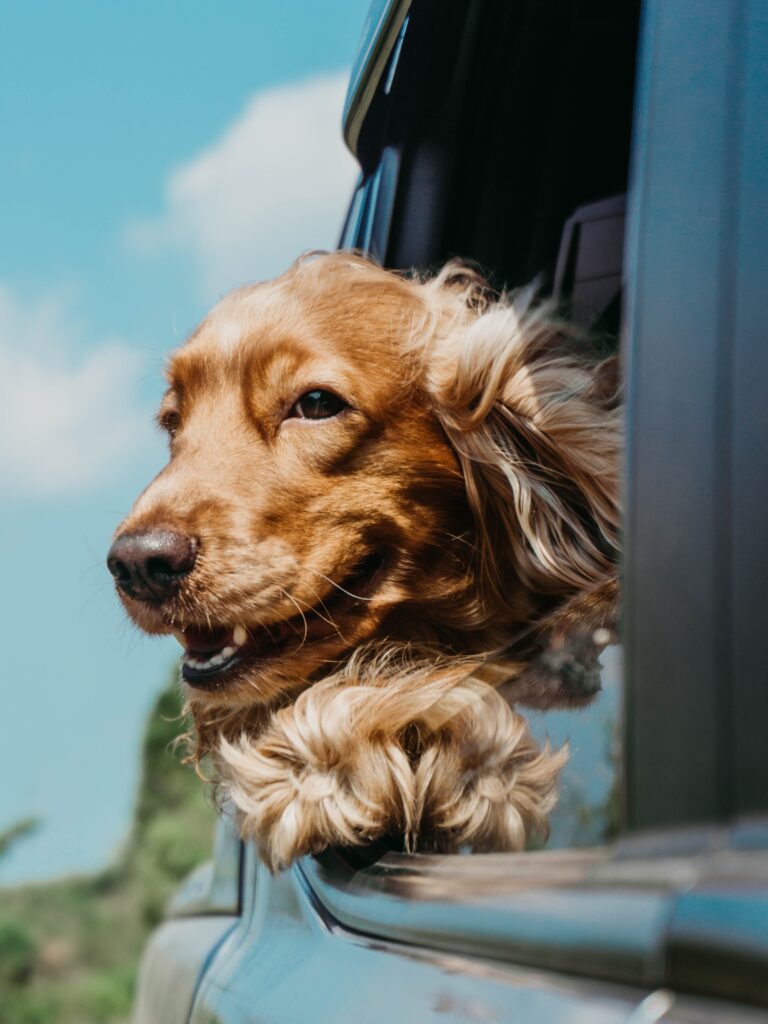 travel with your dog