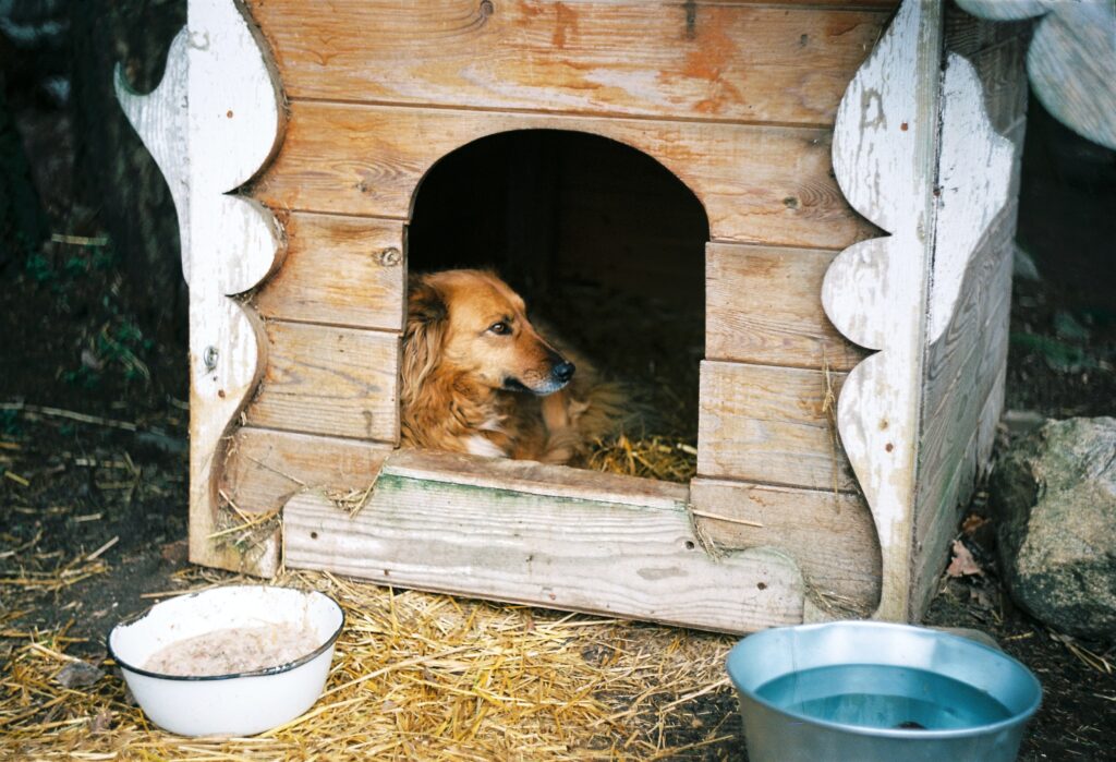 dog in a kennel