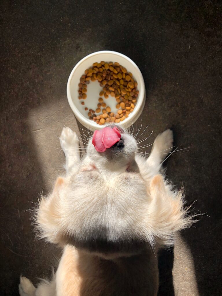 dog eat food