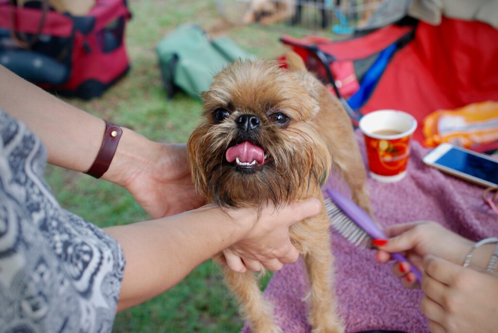 Brussels Griffon Breed