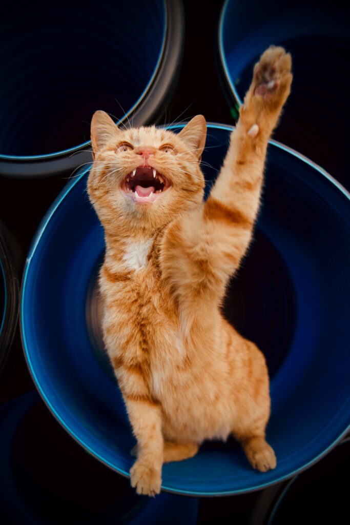 cat body language