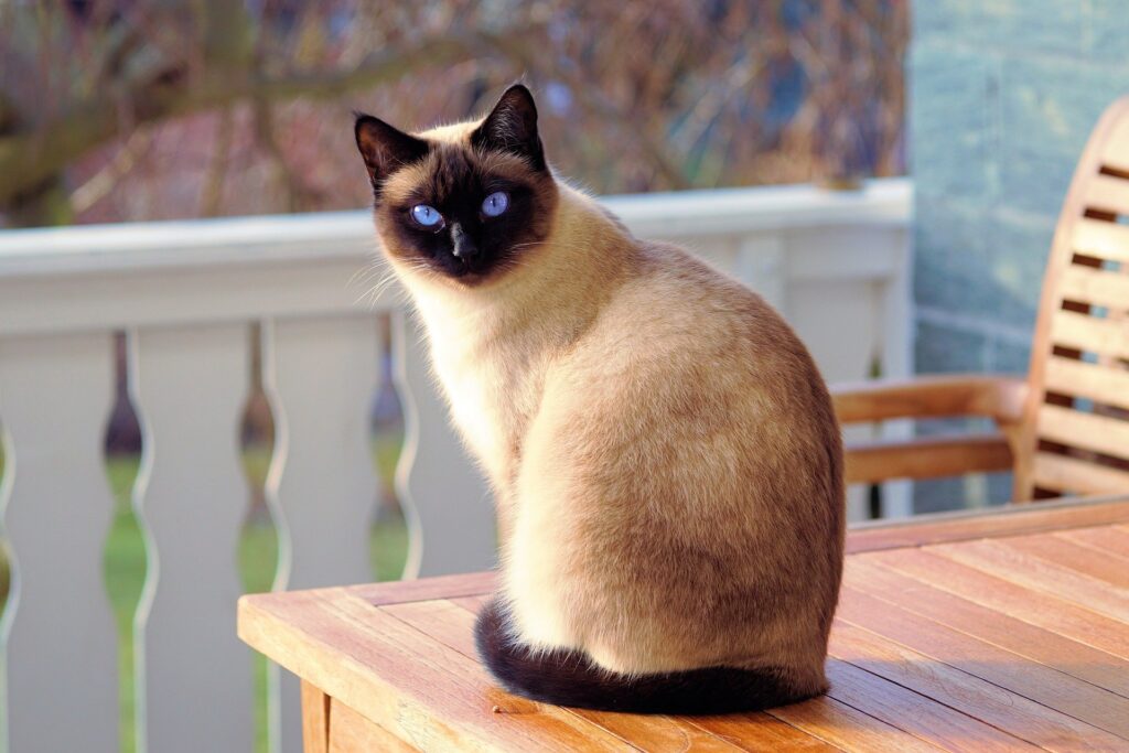 The Siamese cat