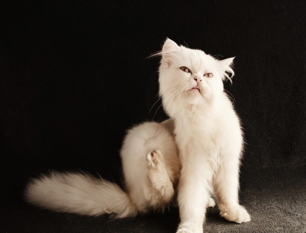 The Persian cat