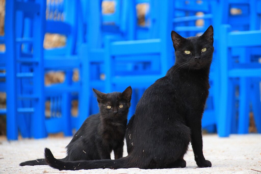 cats, two, black-1165112.jpg