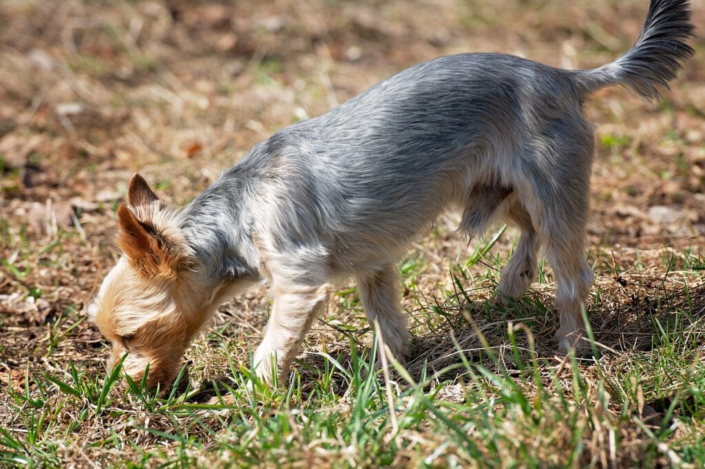 dog, sniffing, to smell-4100203.jpg