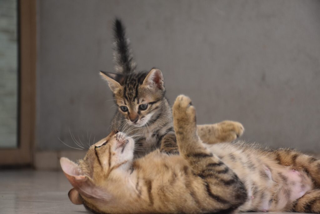 Cats mind blowing facts