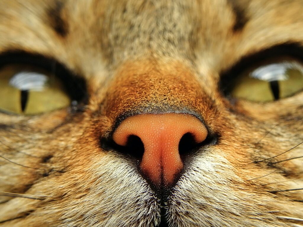 cat nose