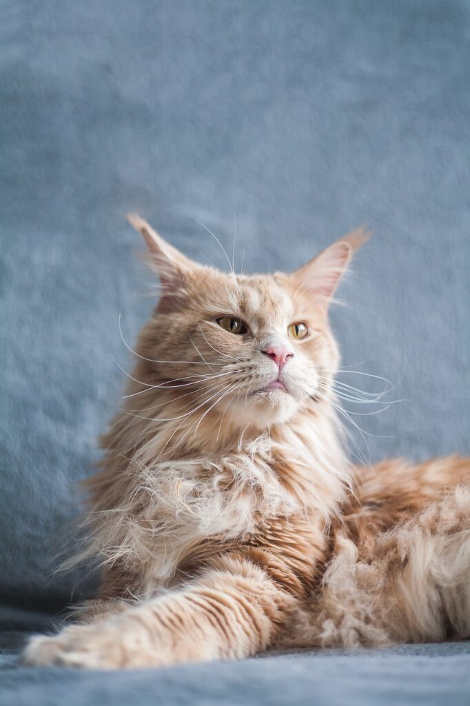 maine coon, cat, pet-5778152.jpg