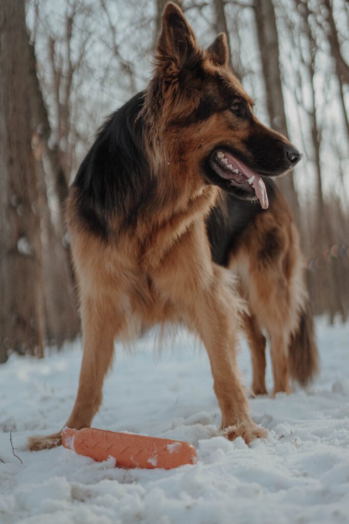 dog german shepherd