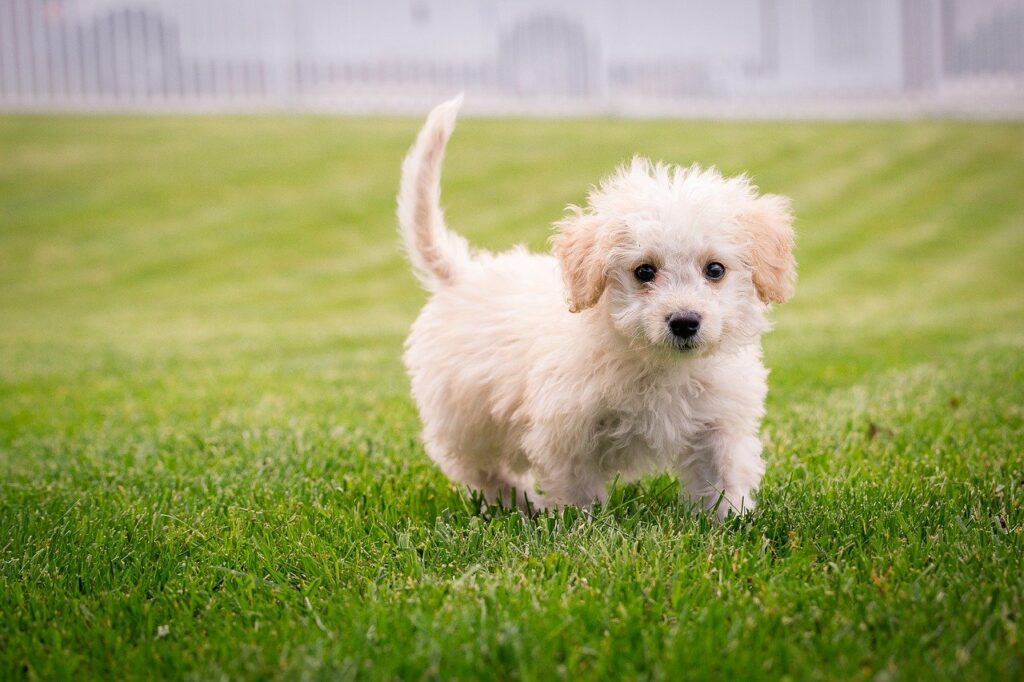 puppy, dog, 5 best small dogs breeds