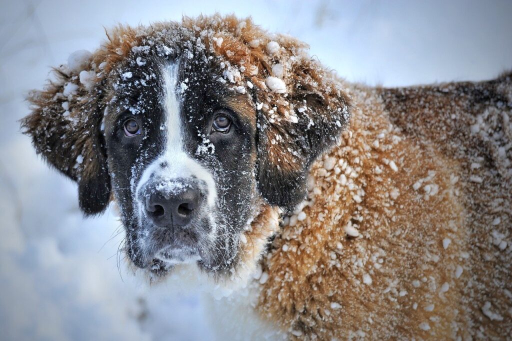 st bernard, dog, pet-1168663.jpg