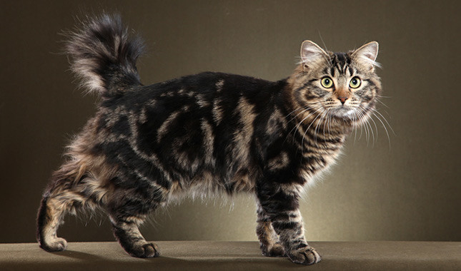 American Bobtail Cat breeds that love to steal