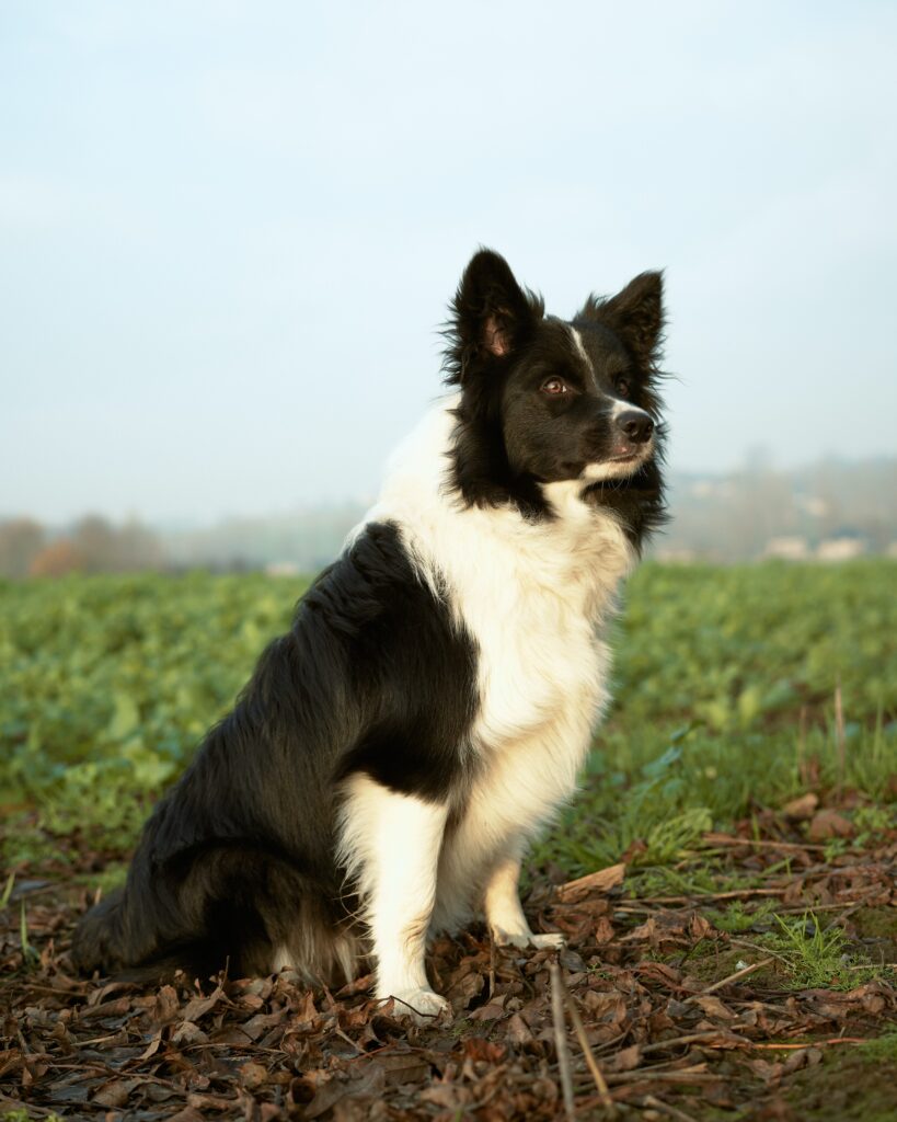 Border Collie Dog Breed Information