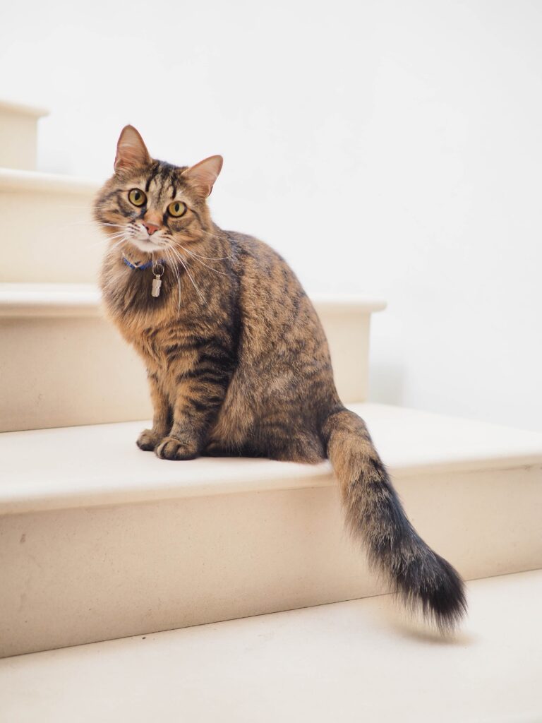 Cat breeds that love to steal! Get to know them