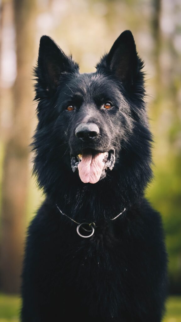 black German Shepherd
