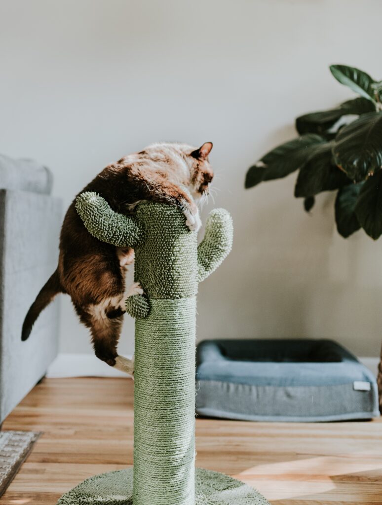 Why do cats like to sit in high places?