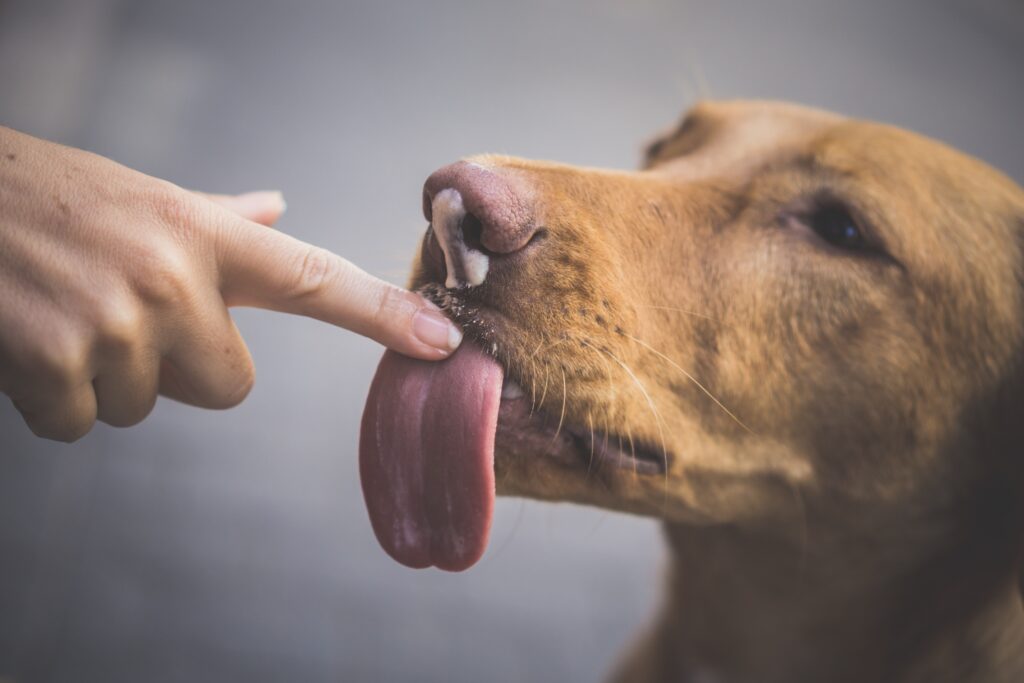 dog lick