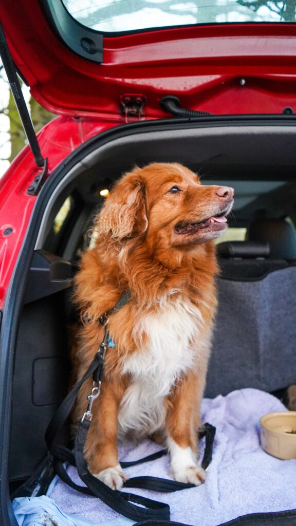 7 tips when traveling with dogs and cats by car