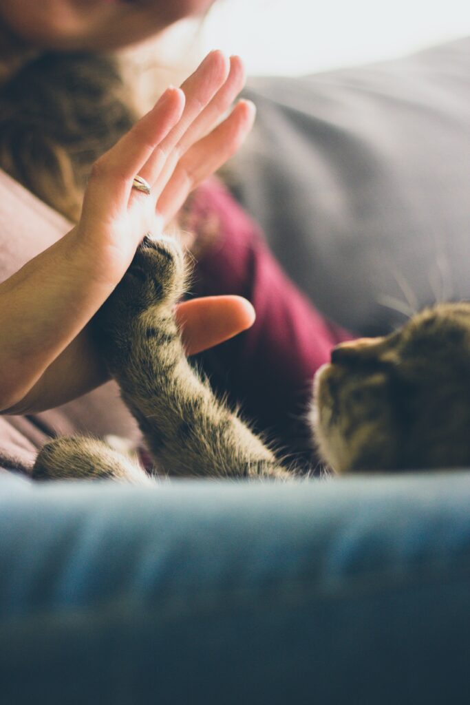 training cats to obey