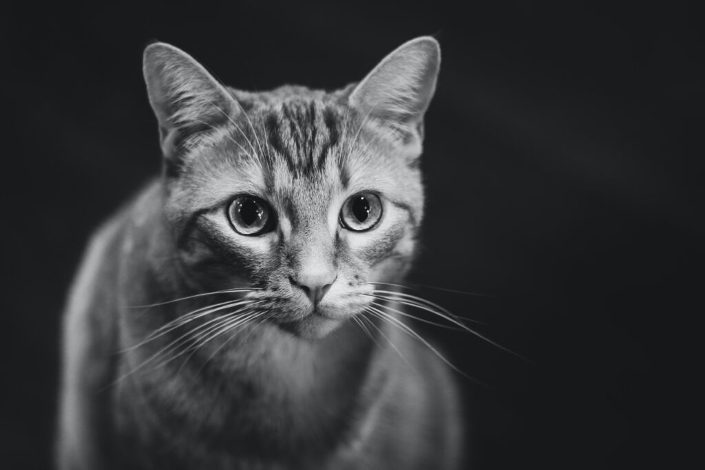 Why do cats eyes shine at night?