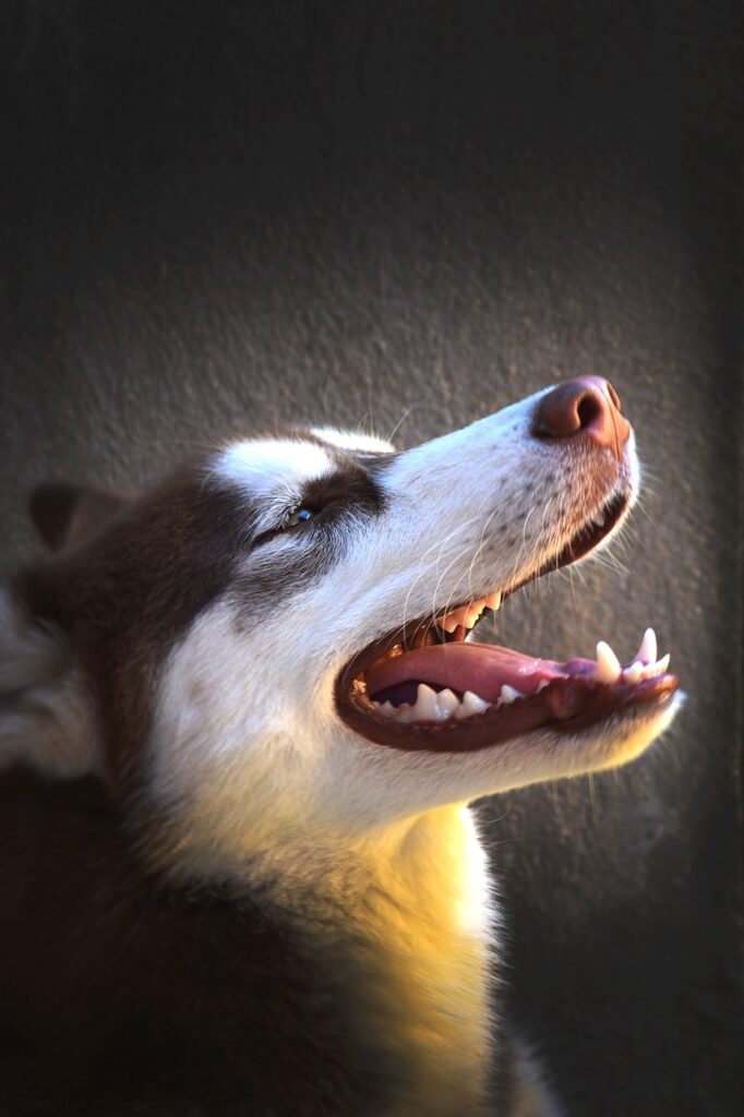 Tips to prevent dogs from getting periodontal disease