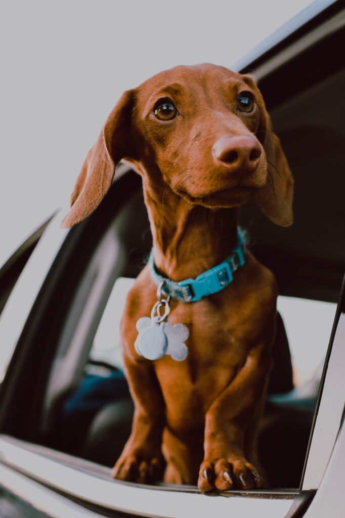 Dog in car