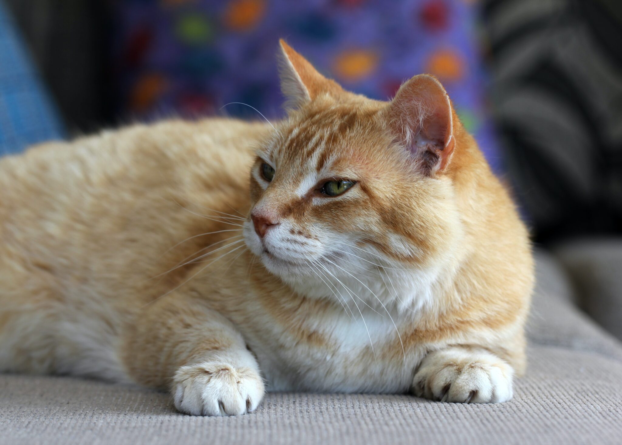 Why do cats make weird noises pet lovers ipetslover 