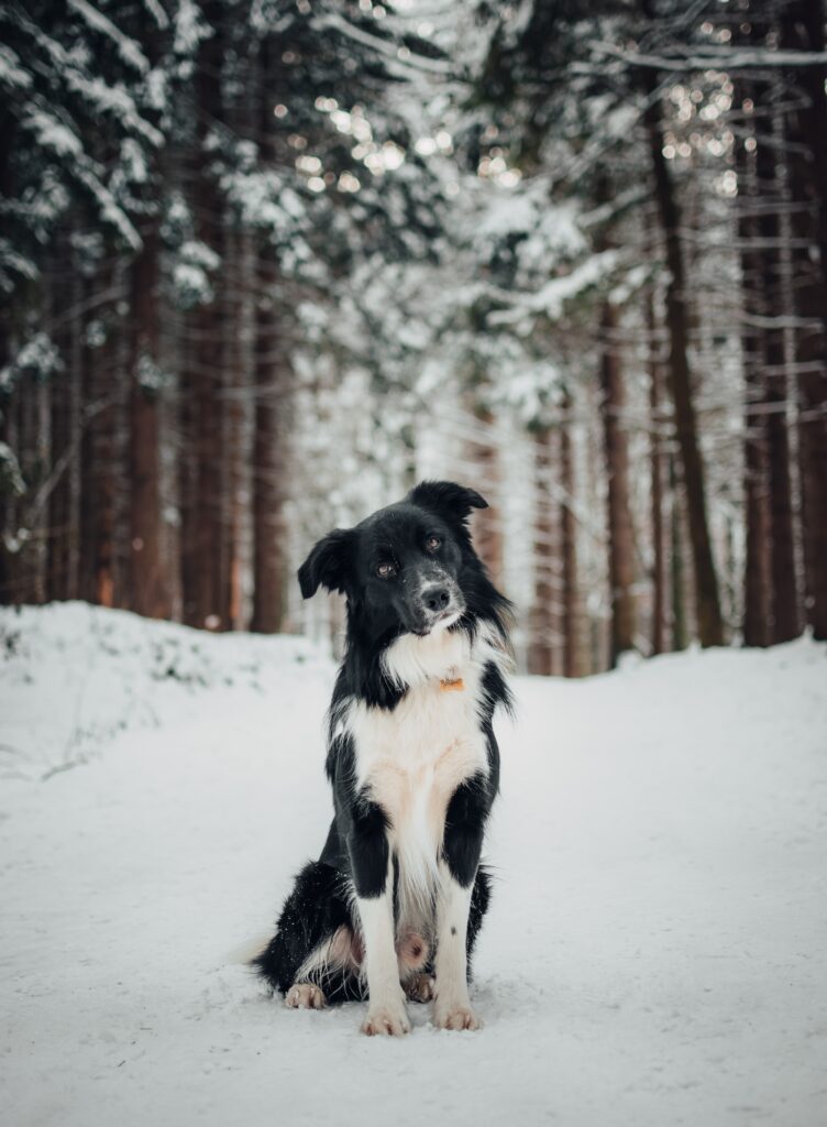 border collie