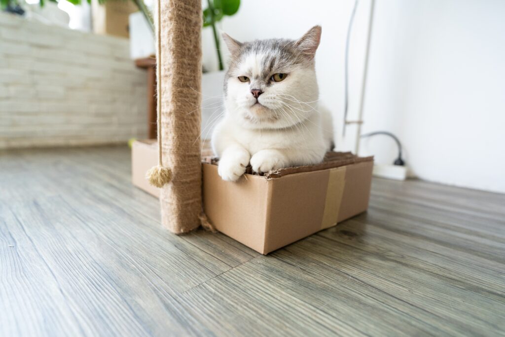 Munchkin cat 